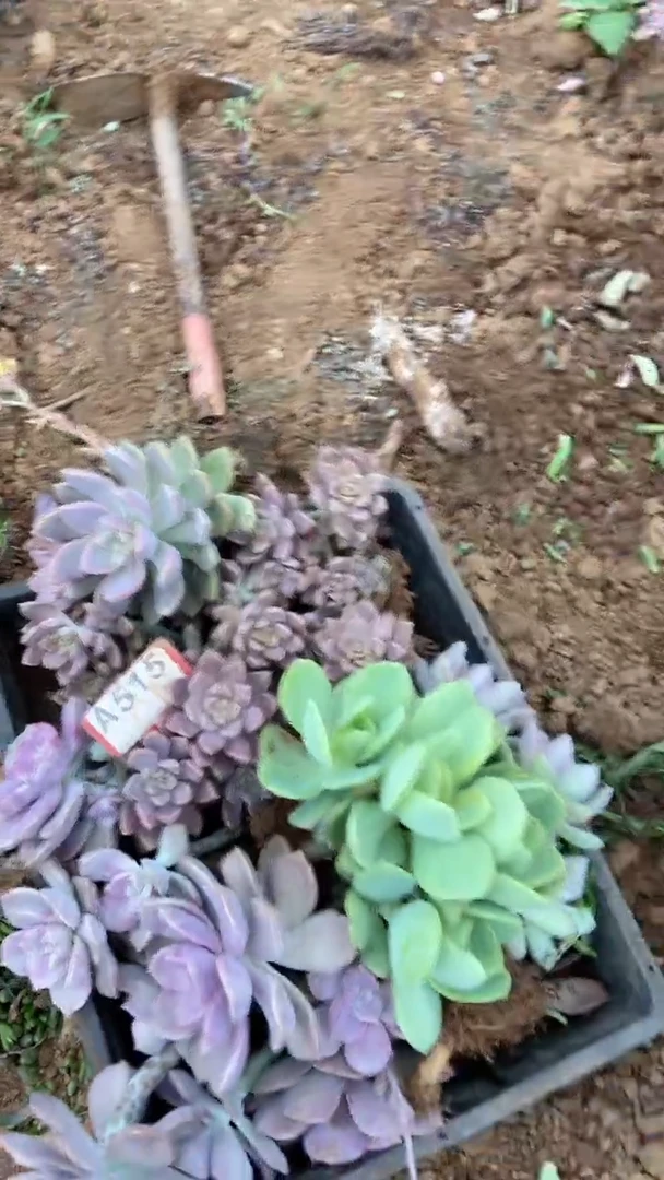 A515闪购清风花木兰多肉组合脱土发货