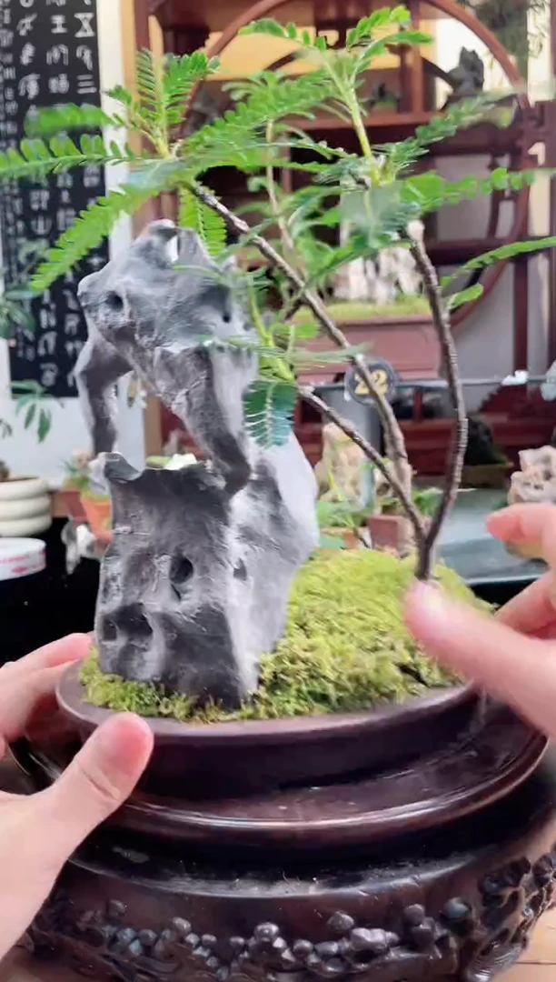 无花朵方寸石景【一物一拍】