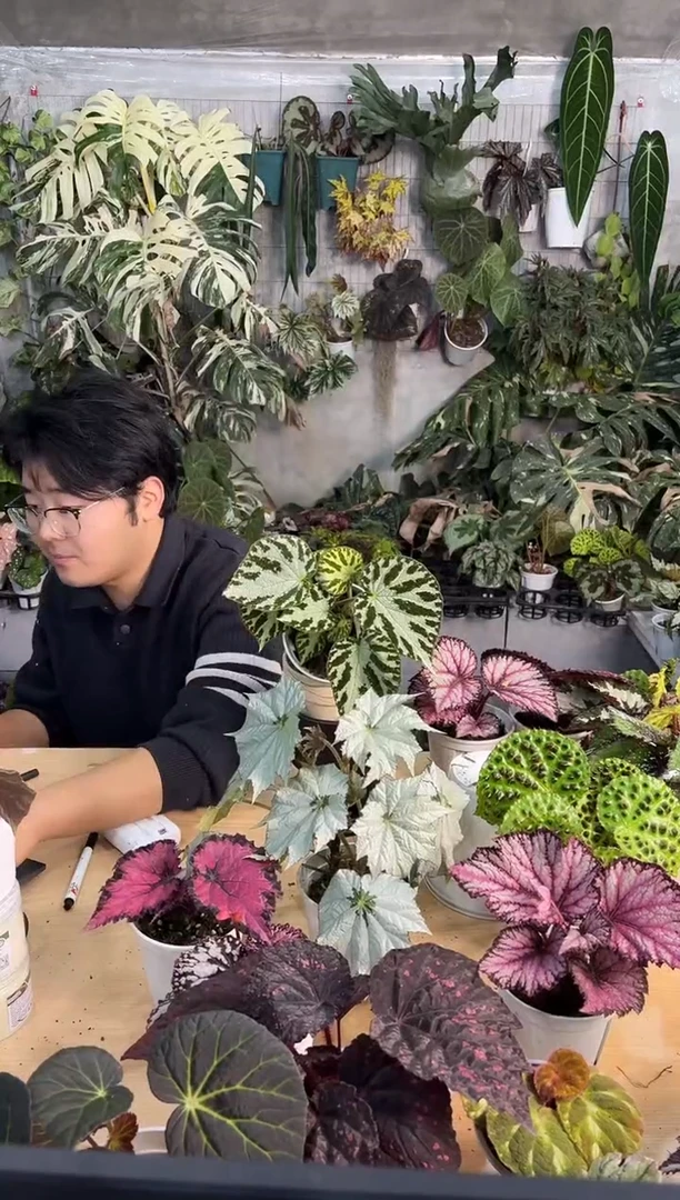 完全开放帝王银珠