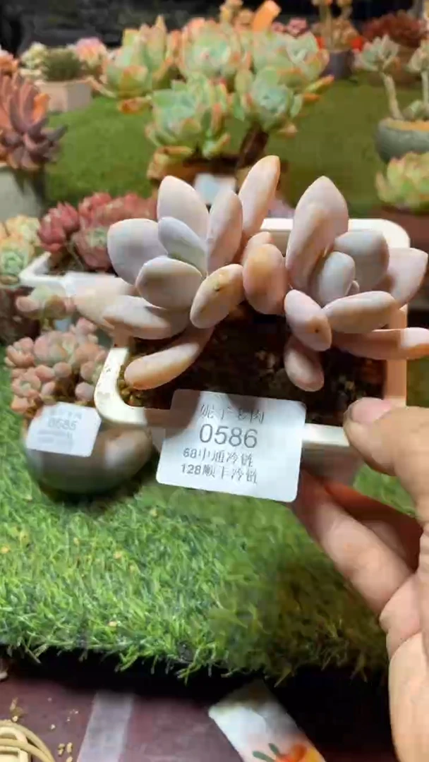 0586（满28包邮发货）