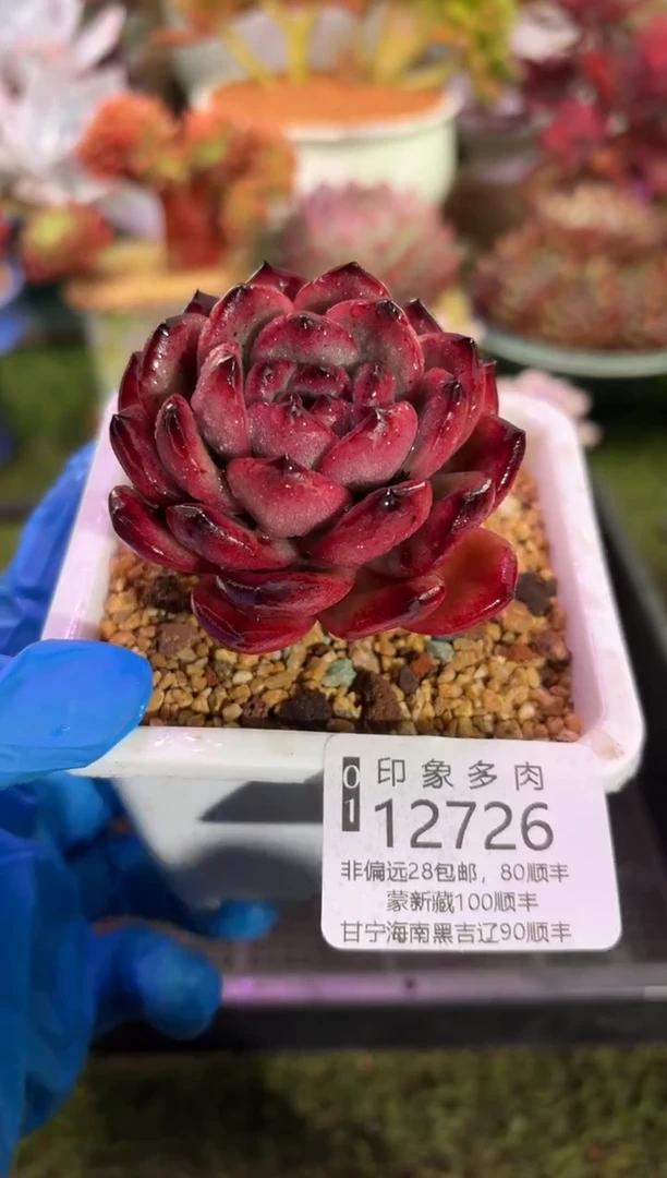 【闪购商品】12726