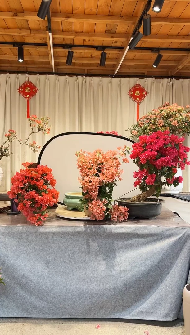 【闪购商品】盆景三角梅