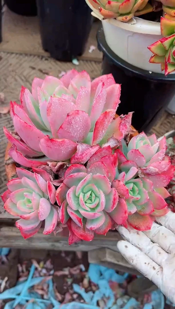 【闪购商品】04253