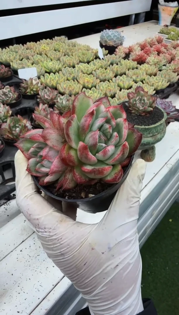带仔大王乌木锦（7-10cm）脱土