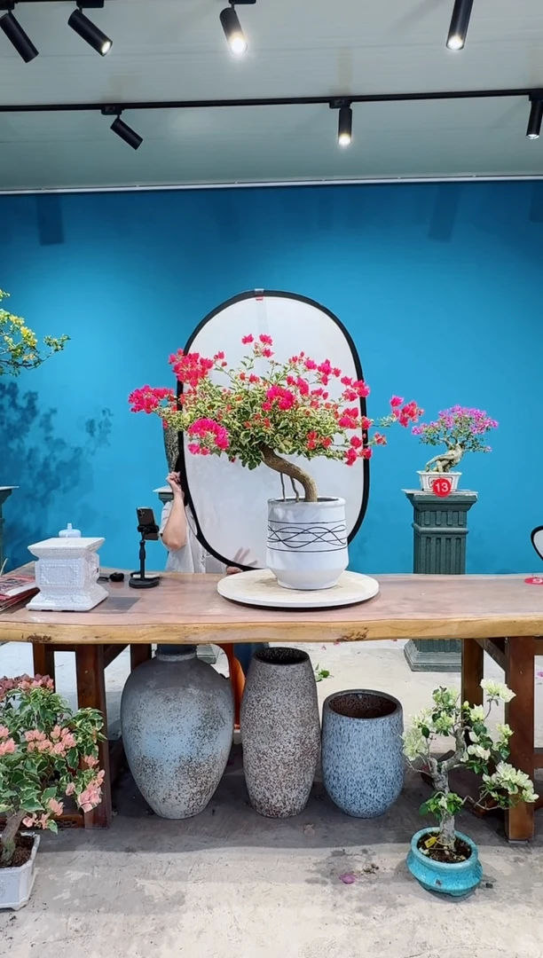 全部花朵花叶红三角梅