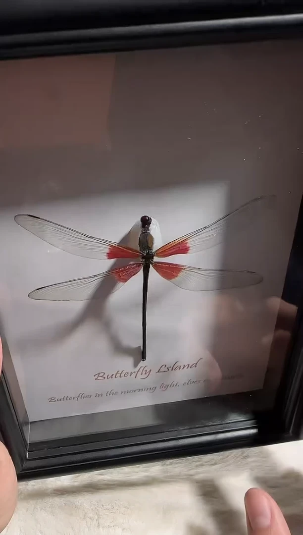 有机玻璃赤基  豆娘