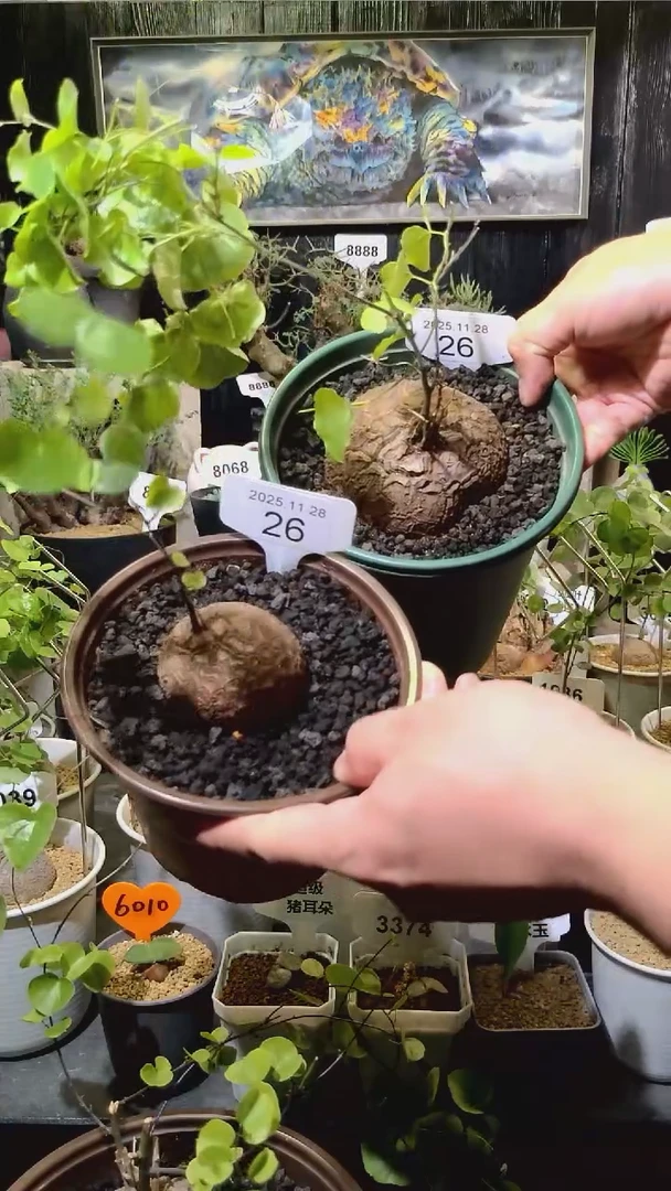 26号1128福利南非龟甲龙买一送一