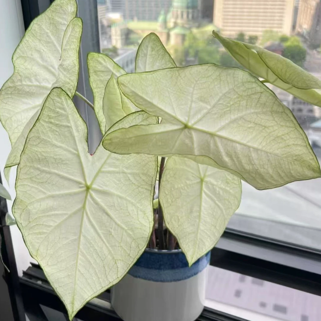 白月光彩叶芋原盆原土室内好养耐热观叶植物懒人绿植盆栽