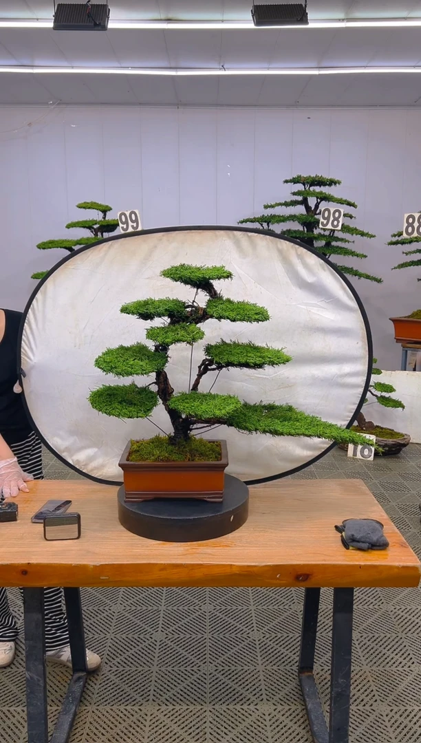 无花朵济州真柏盆景....