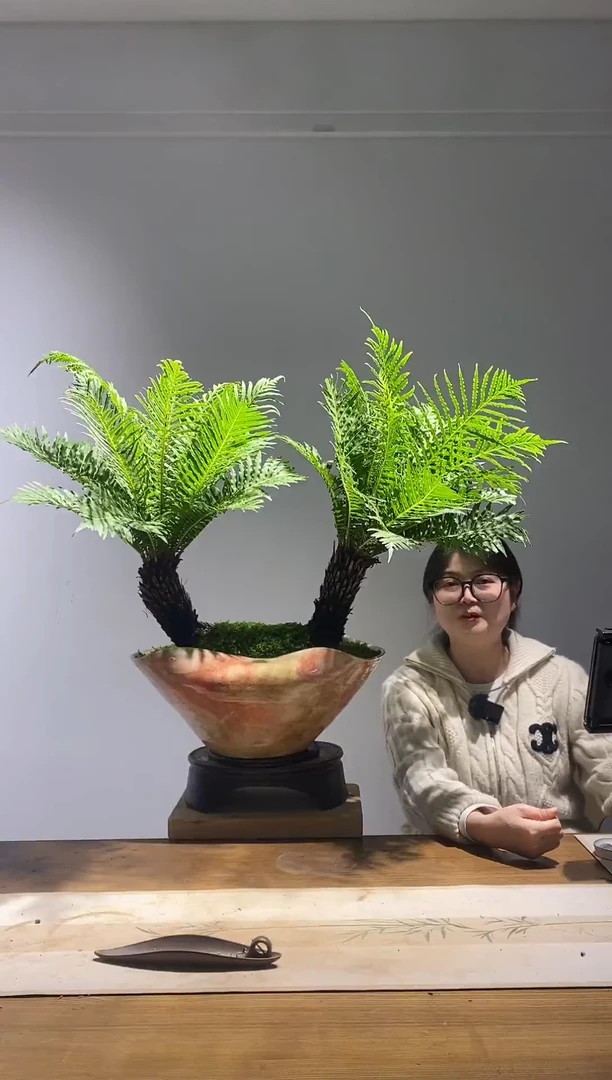 无花朵大双杆老桩富贵蕨四季常青室内绿植