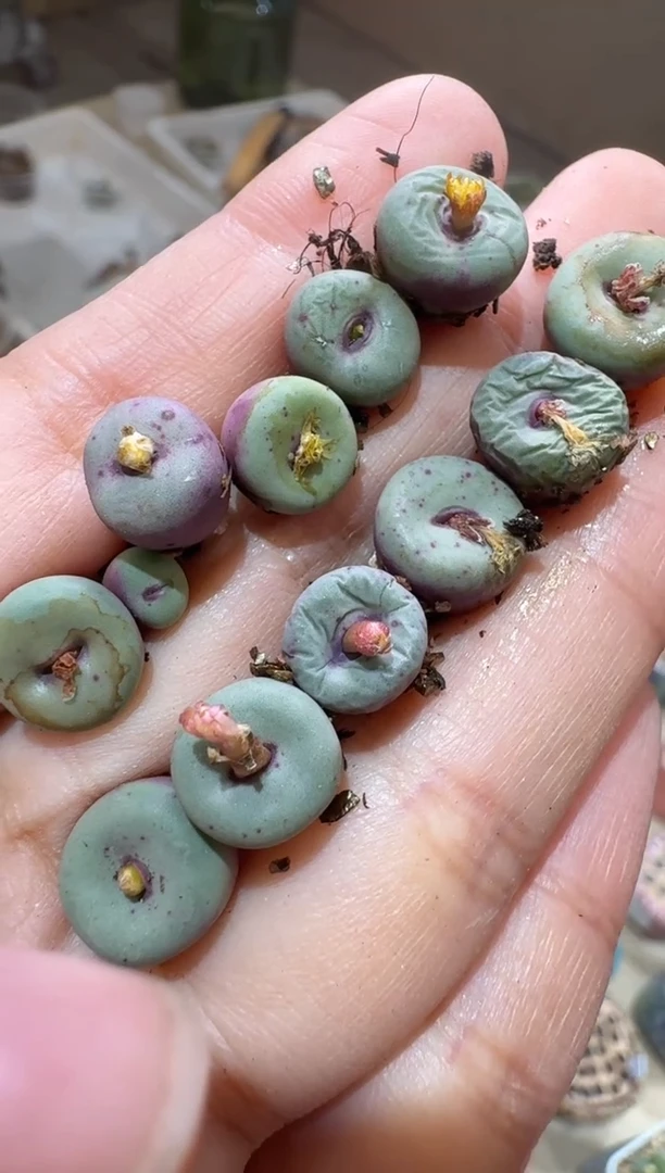 184多肉植物肉锥大波嘴一颗