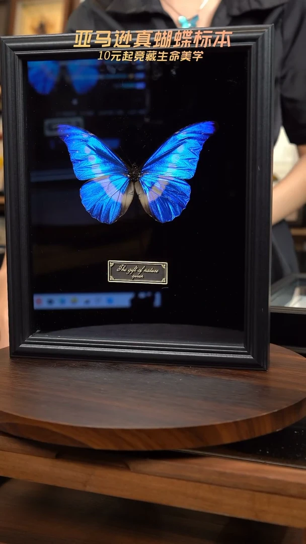 蝴蝶标本摆件竞拍m67