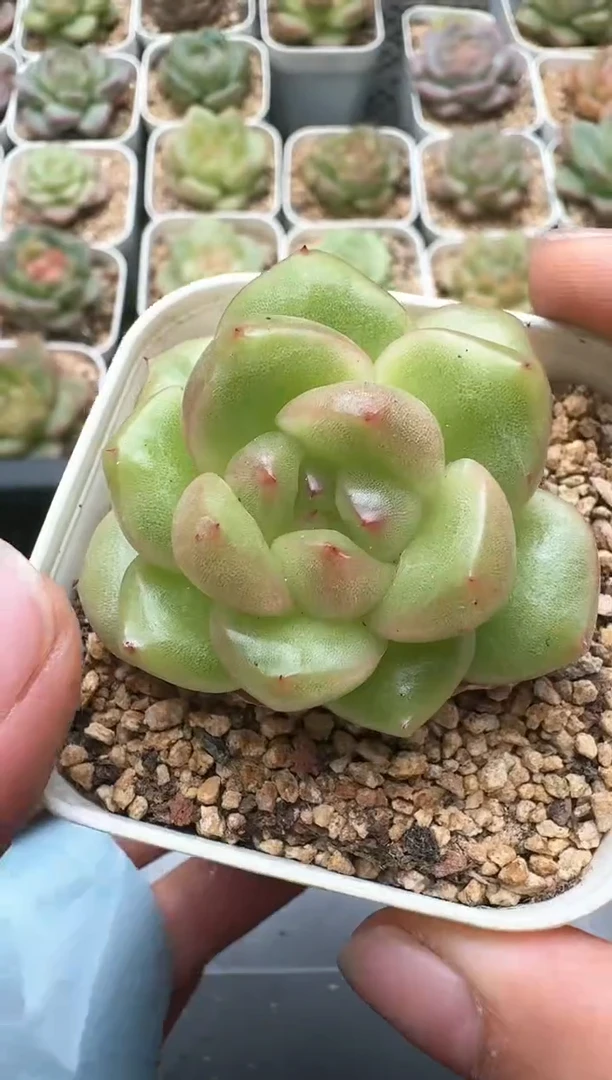 430D云禹多肉植物 带盆土纸巾打包 3颗包邮