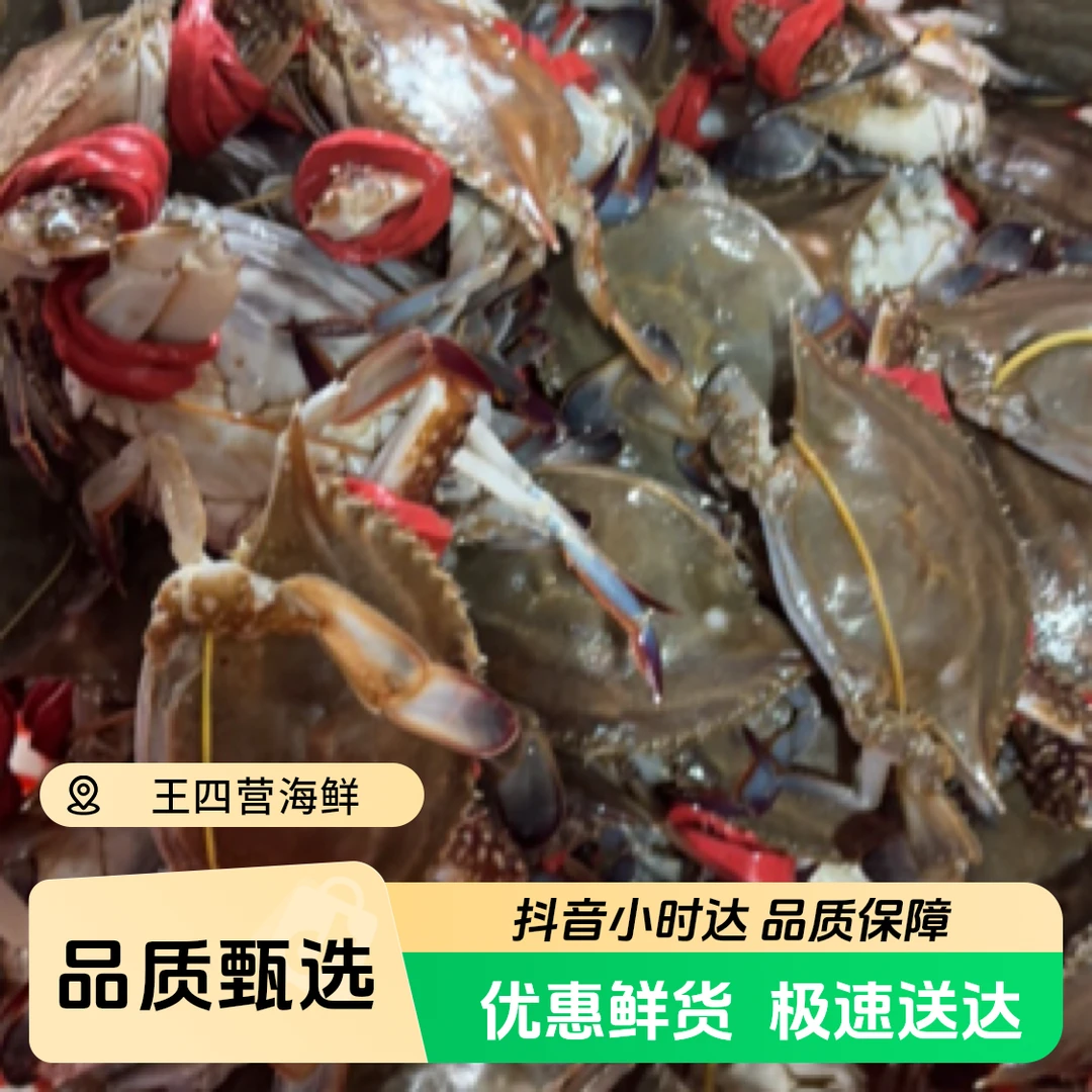 刚睡着的梭子蟹98米3斤 拼手速了
