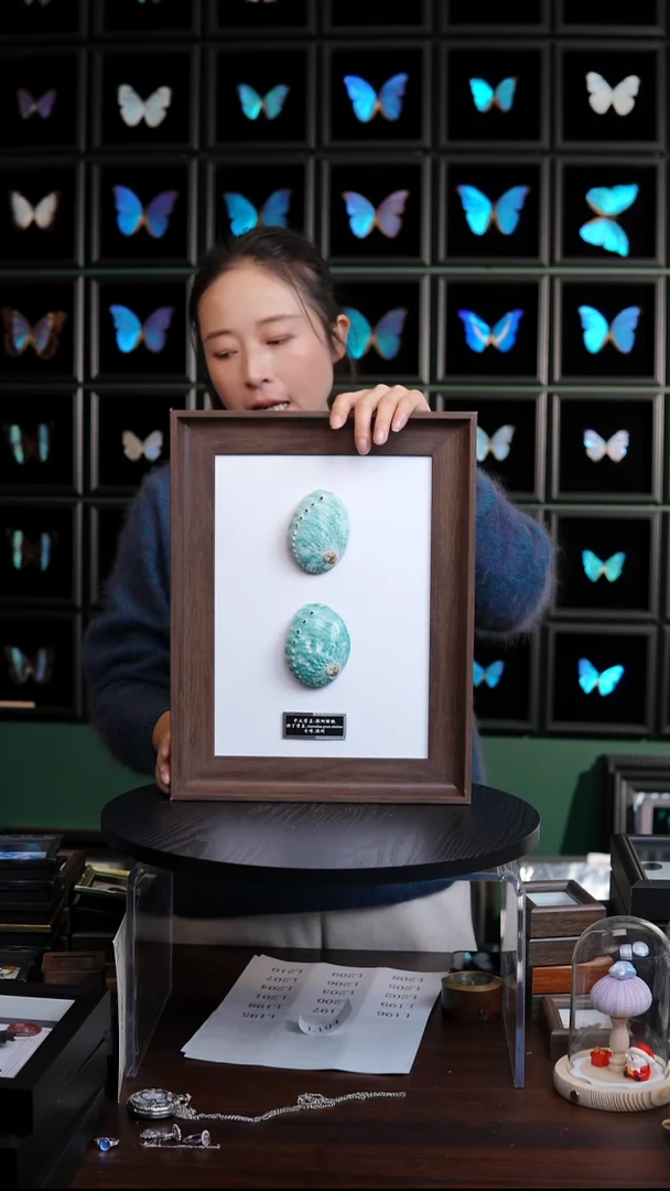 澳洲绿鲍标本摆件