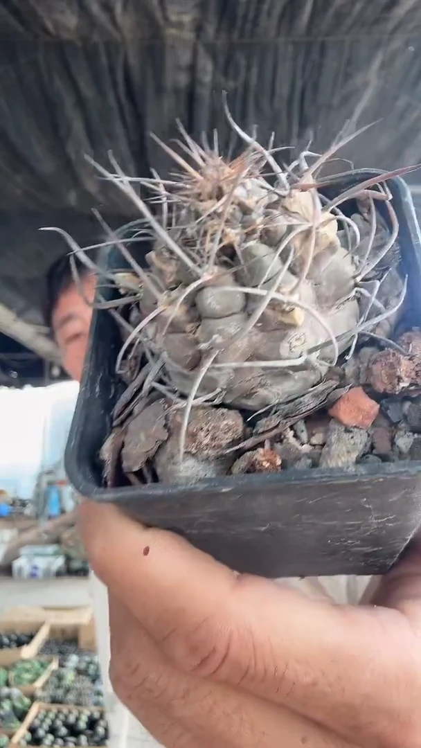 实生守金魔天龙不带盆土沧桑版9.99