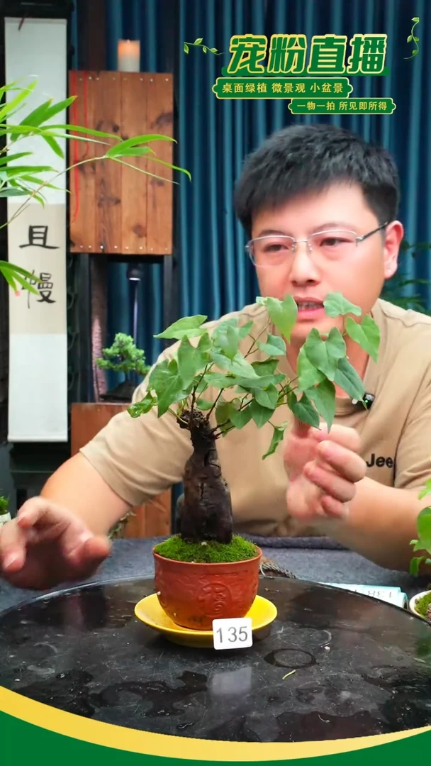 无花朵志**明苔藓微景观135号