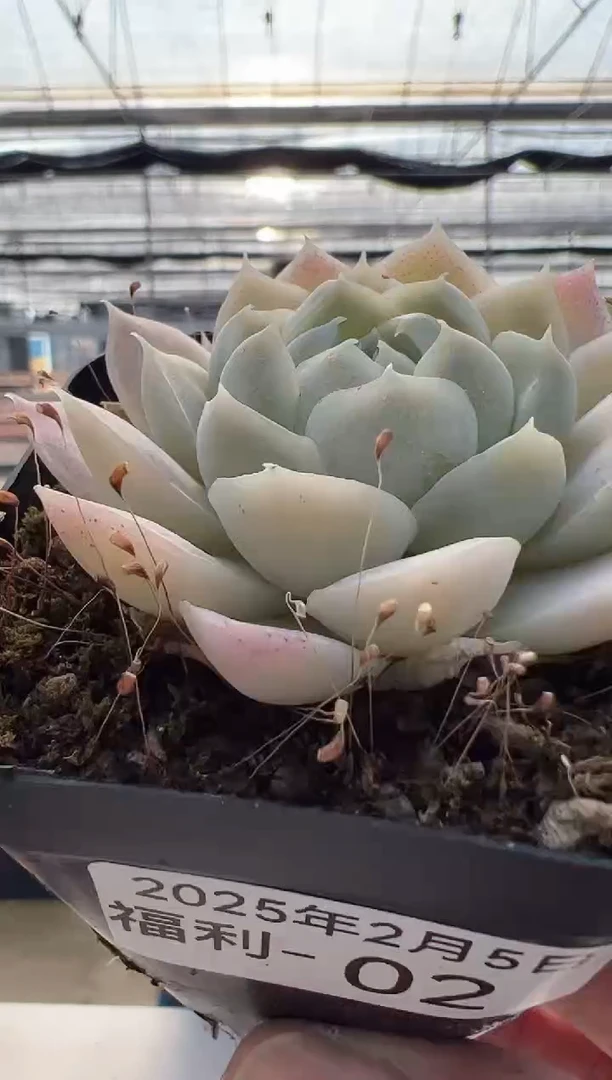 【闪购商品】福利款多肉-2