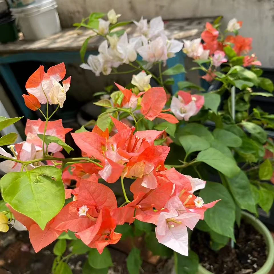 许大壮品种三角梅网红爆款一物一拍