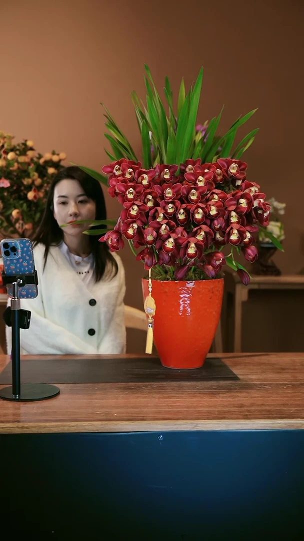 【闪购商品】盆景红袍拱兰 红