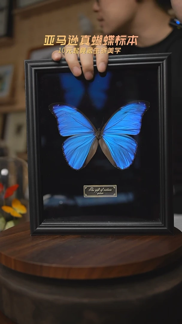 有机玻璃大蓝闪蝶黑绒底版10寸欧式框