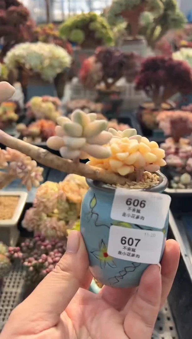 油***爱607            花盆