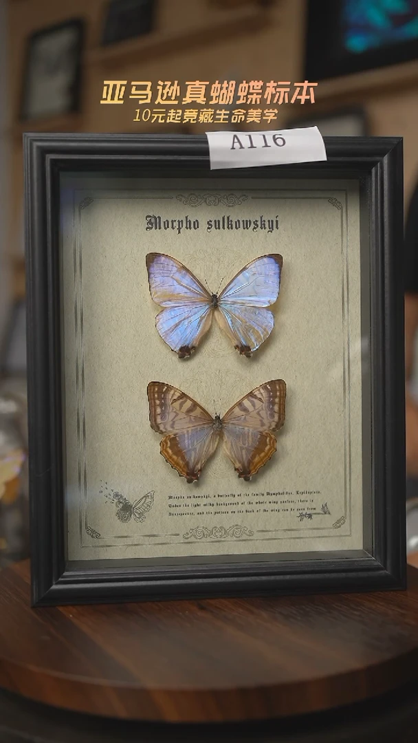 有机玻璃夜明珠雌雄A116