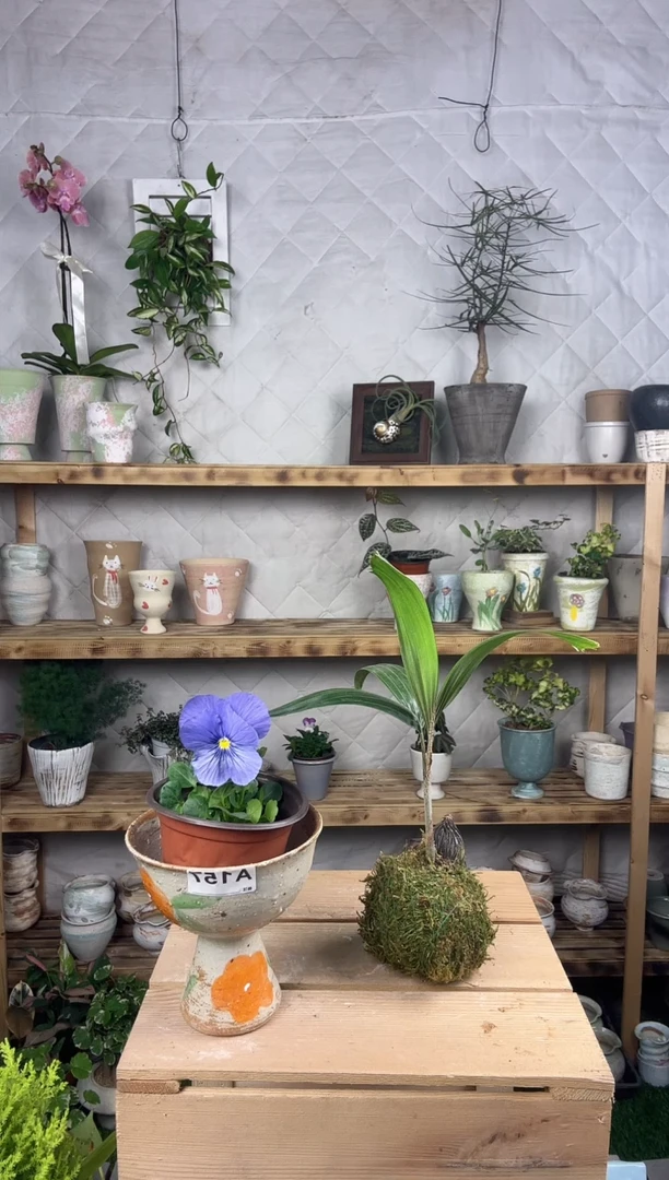 无花朵157景德镇手绘花盆无孔       打孔备注客服