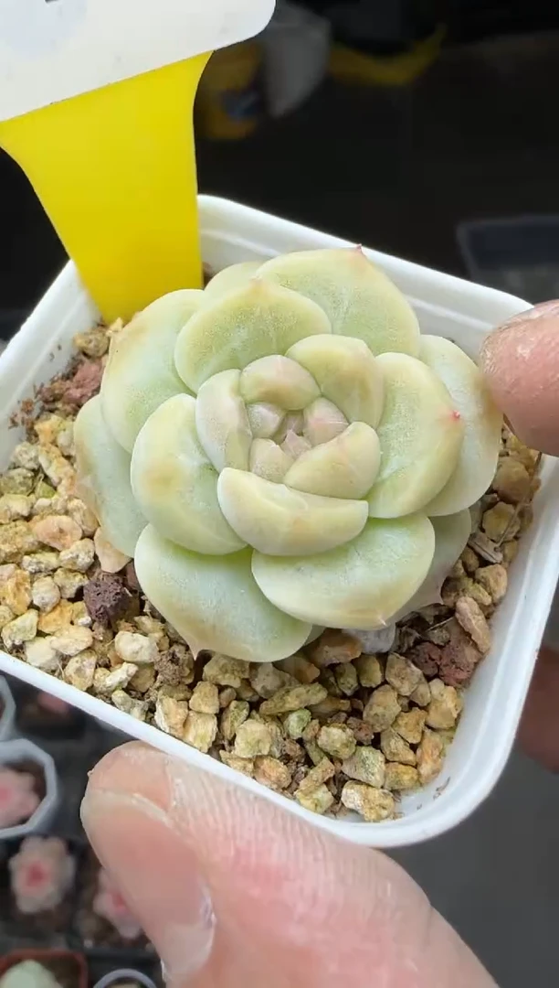 【闪购商品】一物一拍0210—312