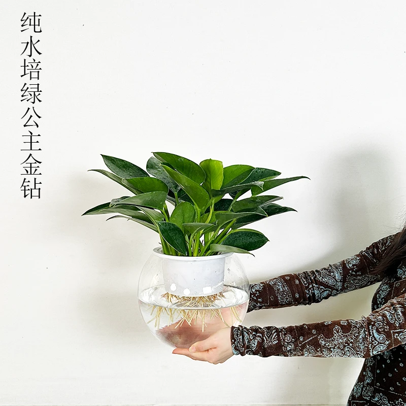 百薇绿植水培懒人金钻绿公主室内办公室大叶桌面无土盆栽花卉
