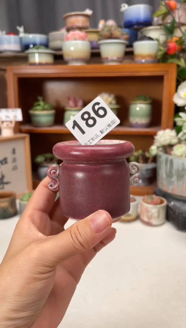 瓷片186知木小芳花盆直播编号