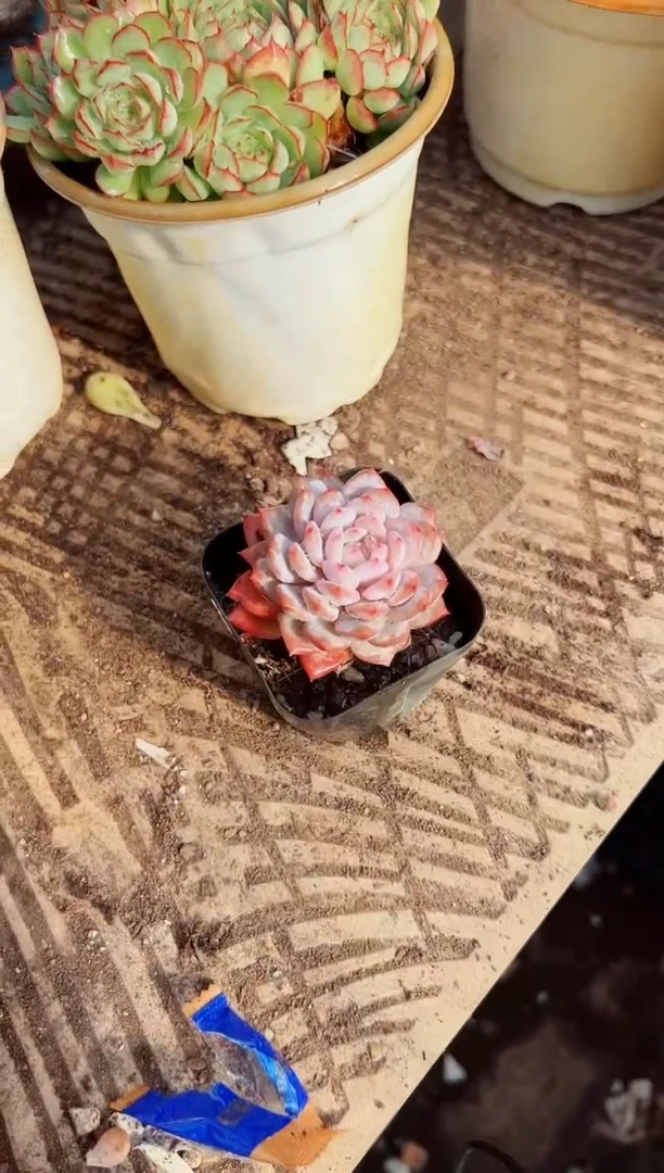 一***鹿多肉植物一物一拍07020