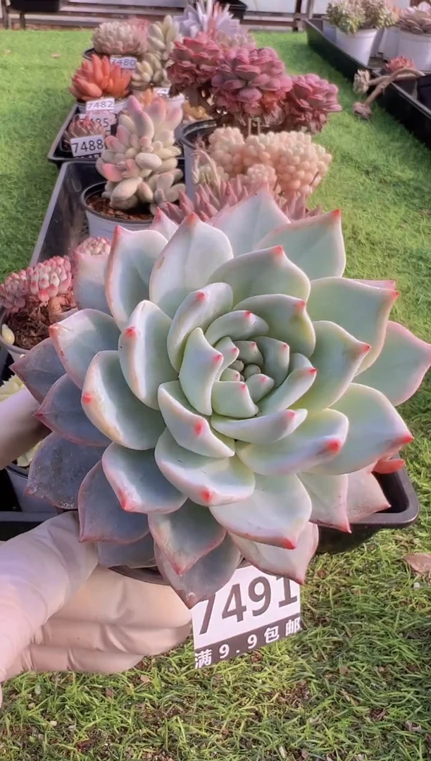 【闪购商品】信福多肉一物一拍