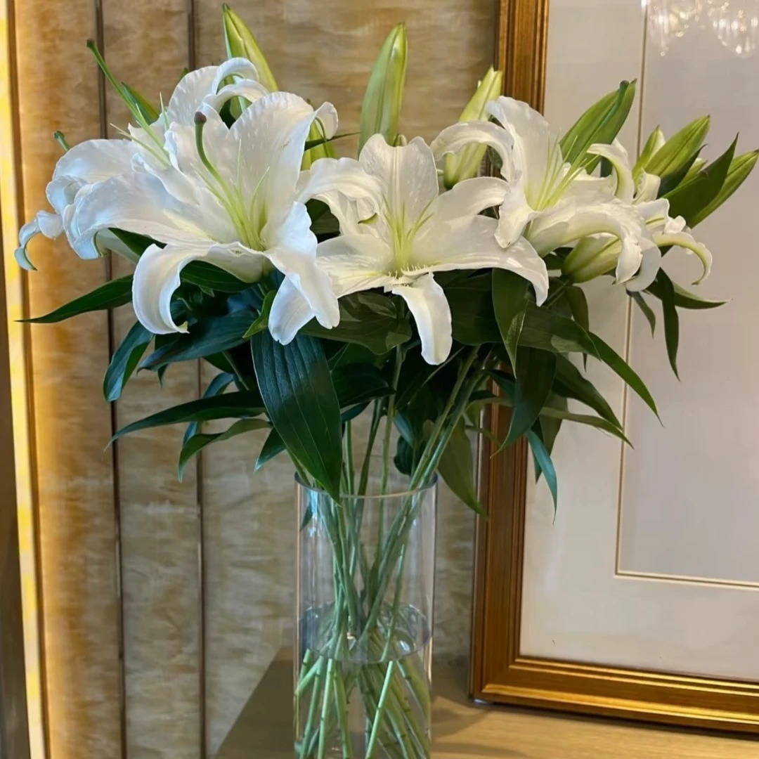 【西伯利亚】进口单瓣百合花种球