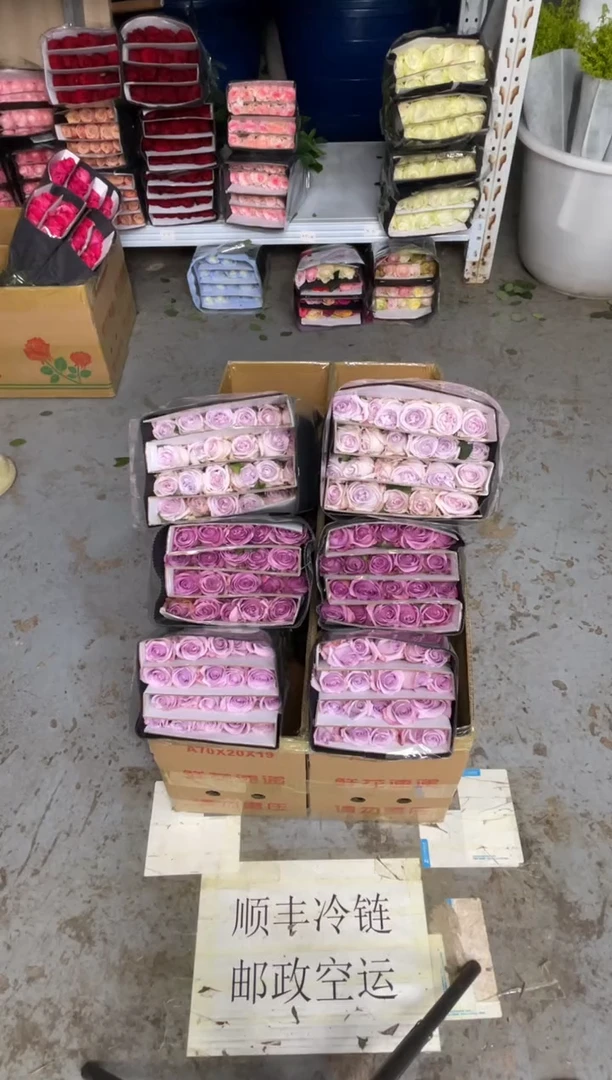 紫荔枝20枝+紫霞20枝+海洋之歌20枝