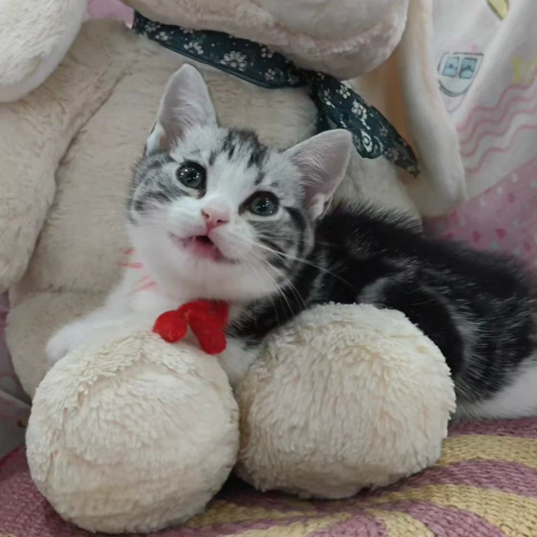 【G君名猫苑】活体猫咪