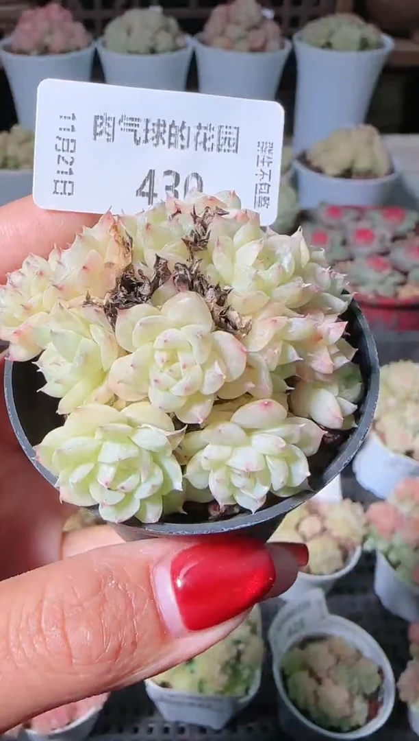 1121-430群生不包整