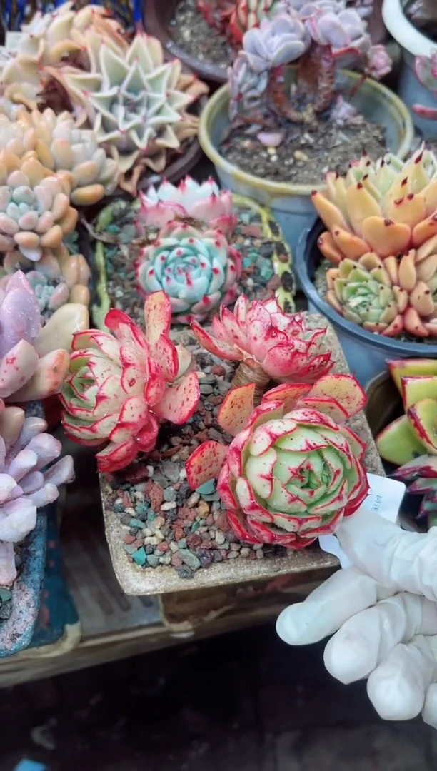 【闪购商品】11014