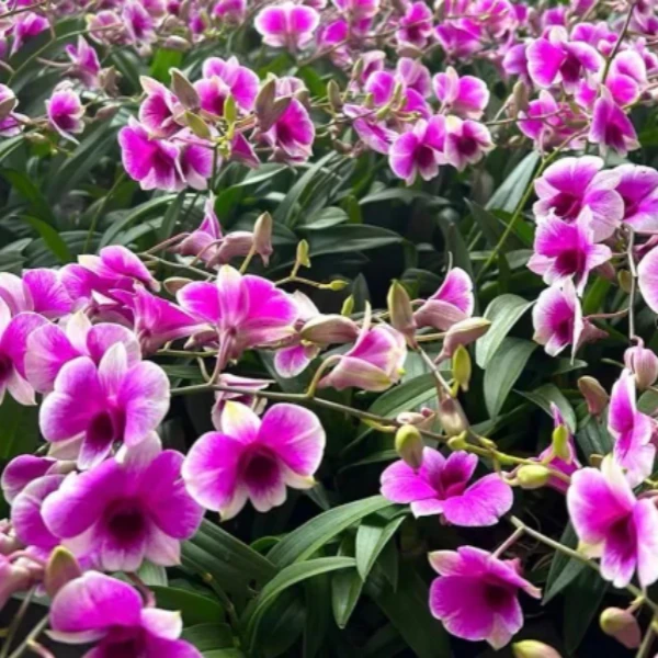 粉黛石斛兰秋石斛带花带花苞发货