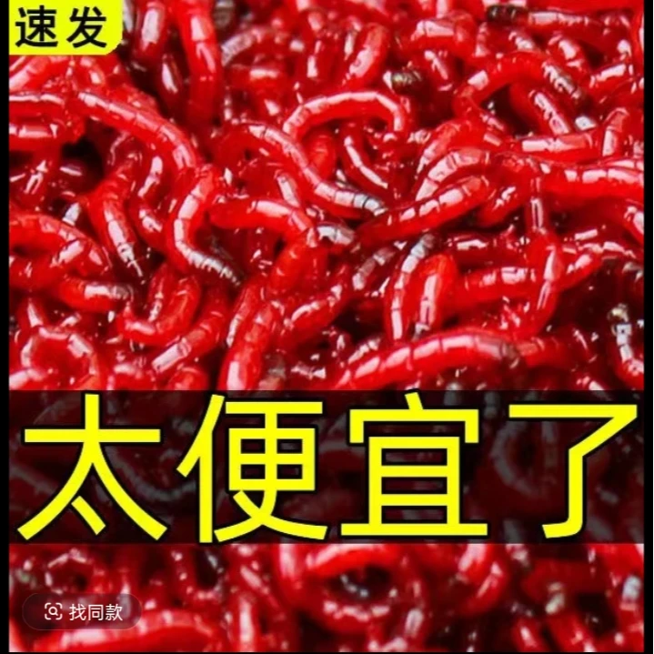 黑坑专用拉饵红虫喂鱼养鱼户外垂钓放生专用
