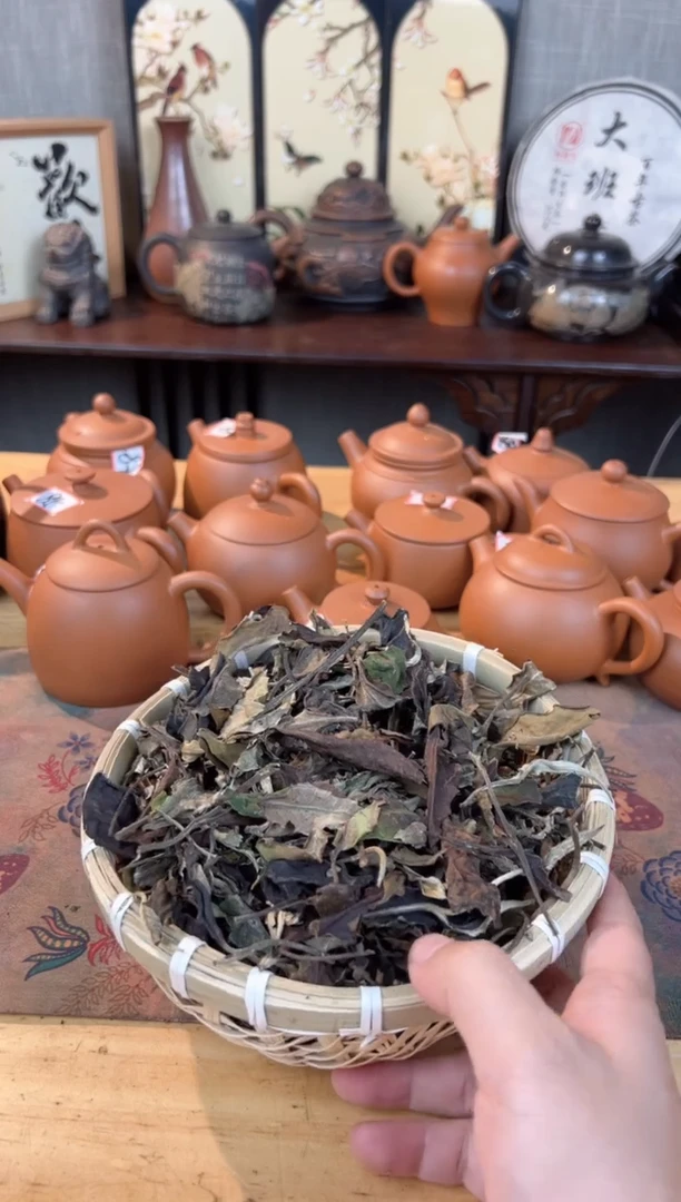 壶666号茶【白云推荐】老白500克