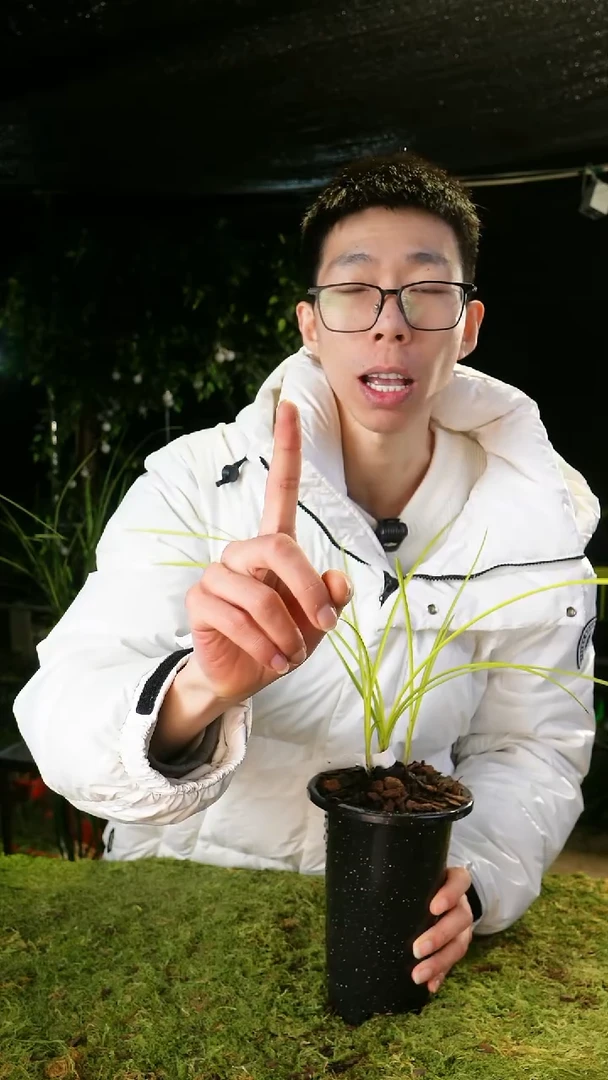 当前无花栽培后可以开花兰***者蕙兰-皇太极（子母2苗）带盆发货
