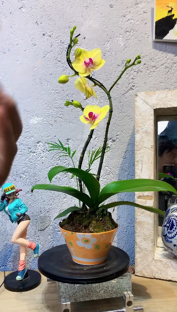 大部分花苞少量开放32植物杂货店，来淘宝吧