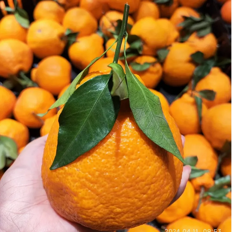 正宗四川不知火丑橘耙耙柑新鲜水果现摘现发爆甜多汁果农直发水果