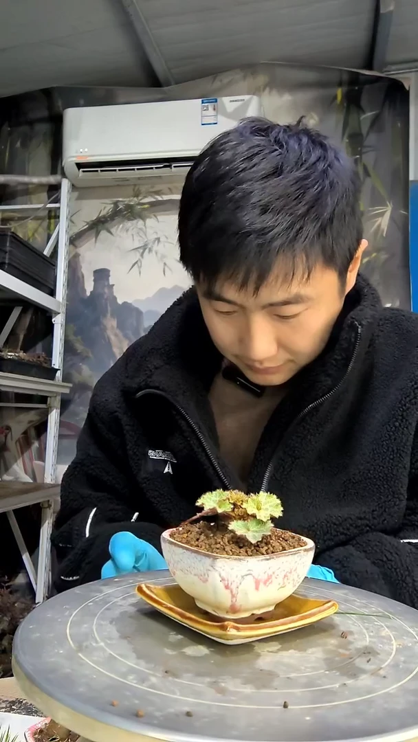树*娃中青园艺一物一拍花481