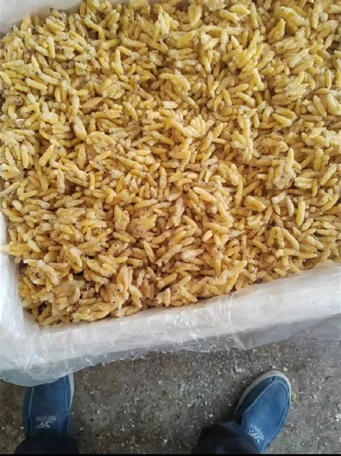 树蜂一二级冻蜂蛹