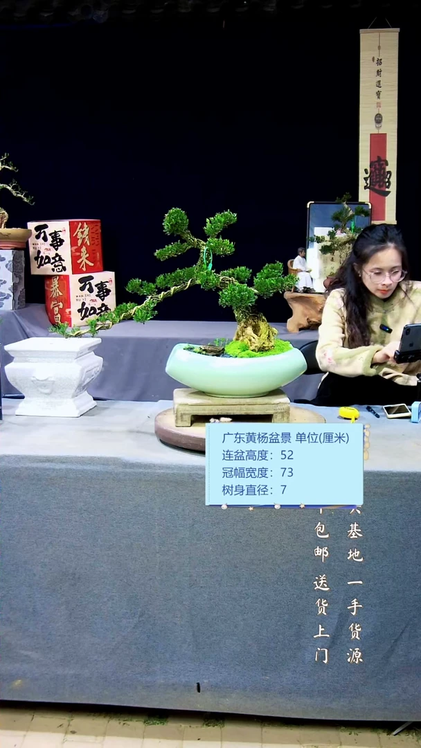 【闪购商品】雀舌黄杨盆景雀舌黄杨盆景