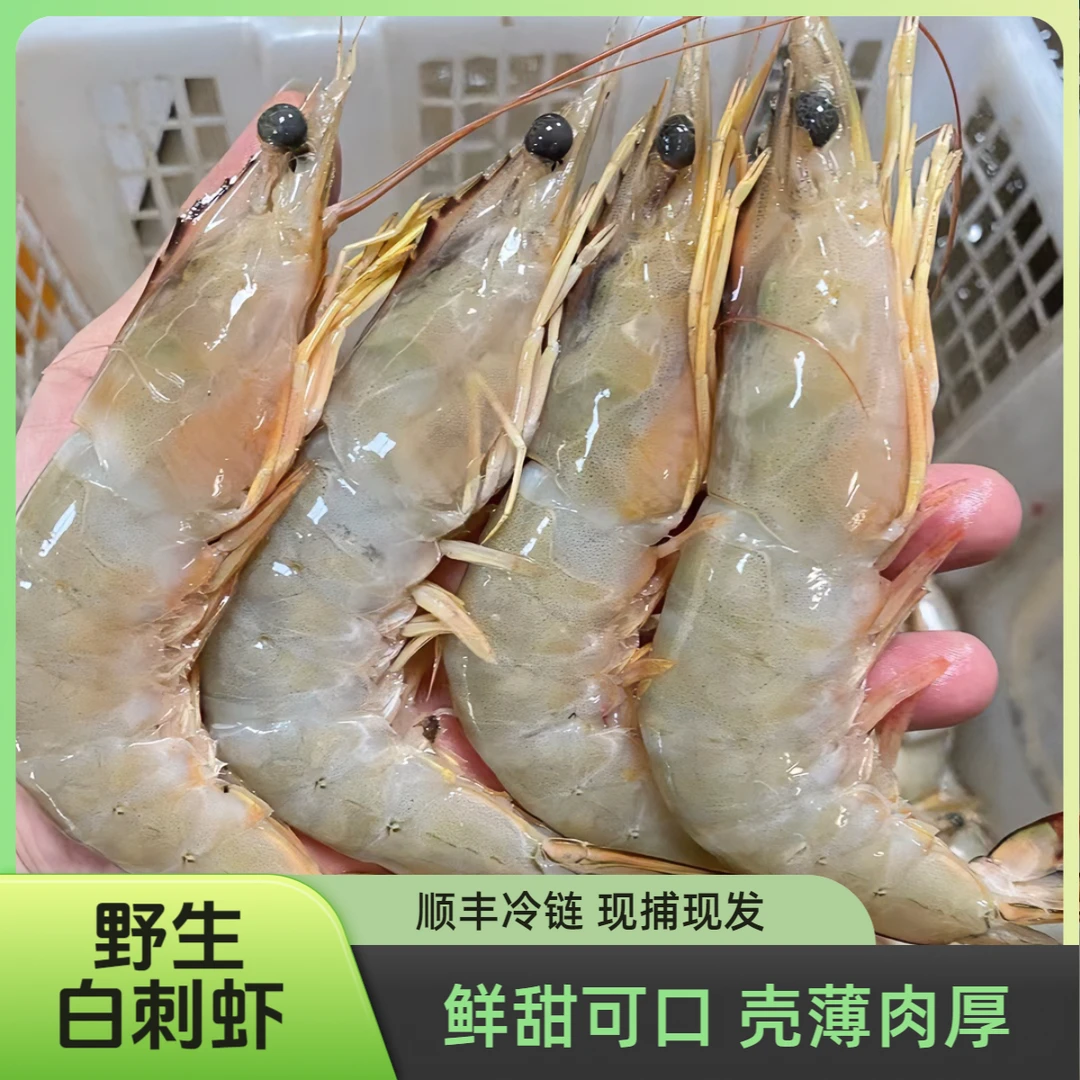 【10-12头/斤】冰鲜野生白刺虾海明虾 速冻锁鲜发货