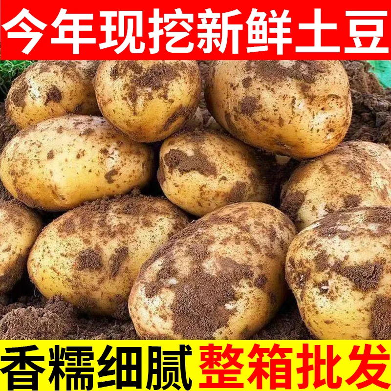 贵州新鲜现挖黄皮土豆粉糯当季现挖洋芋马铃薯土豆