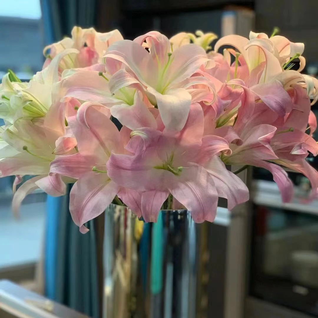 {三道河子助农（圆舞曲）}香水百合东北鲜花原产地直发鲜花顺丰包邮